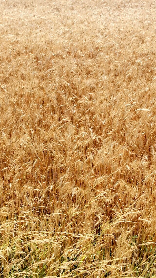 CropWatchers 2.0: A million-dollar rain